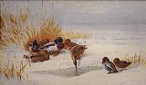 Mallard and Teal by Archibald Thorburn